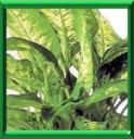 PLANTE DES SOURDS MUETS - DIEFFENBACHIA