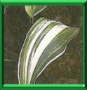 PLANTE EN FER FORGE - ASPIDISTRA LURIDA ou ASPIDISTRA ELIATOR