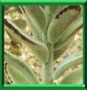 PLANTE PANDA - KALANCHOE TOMENTOSA