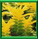PLANTE ZEBRE - APHELANDRA SQUARROSA