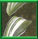 PLANTE DES MARCHANDS DE VIN - ASPIDISTRA LURIDA ou ASPIDISTRA ELIATOR