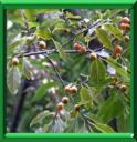 PLAQUEMINIER D'EUROPE - DIOSPYROS LOTUS