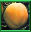 PLAQUEMINIER DU JAPON - DIOSPYROS KAKI