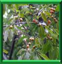 PLAQUEMINIER FAUX LOTIER - DIOSPYROS LOTUS