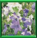 PLATYCODON - PLATYCODON GRANDIFLORUS