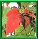 POINSETTIA - EUPHORBIA PULCHERRIMA