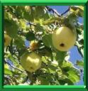 POIRE DE CYDONIE - CYDONIA OBLONGA