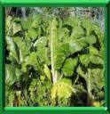 POIREE - BETA VULGARIS