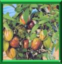 POIRE MELON - SOLANUM MURICATUM