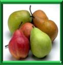 POIRIER - PYRUS COMMUNIS