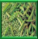 POIS - PISUM SATIVUM