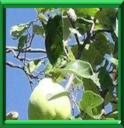 POMME D'OR - CYDONIA OBLONGA