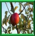 POMMIER - MALUS DOMESTICA