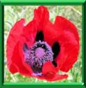 PONCEAU - PAPAVER RHOEAS