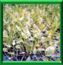 PONTEDERIE - PONTEDERIA