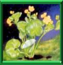 POPULAGE DES MARAIS - CALTHA PALUSTRIS