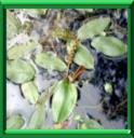 POTAMOT CREPU - POTAMOGETON CRISPUS
