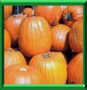 POTIRON - CUCURBITA MAXIMA