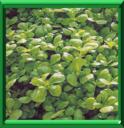 POURPIER POTAGER - PORTUACA OLERACEA