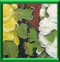 PRIMEROSE - ALCEA ou ALTHEA ROSA