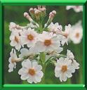 PRIMEVERE DU JAPON - PRIMULA JAPONICA