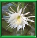 PRINCESSE DE LA NUIT - SELENICEREUS GRANDIFLORUS