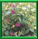QUATRE HEURES - MIRABILIS JALAPA