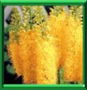 QUENOUILLE DE CLEOPOATRE - EREMURUS