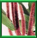 QUEUE DE CHAT - ACALYPHA HISPIDA