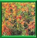 QUEUE DE LION - LEONOTIS LEONURUS