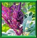 QUEUE DE RENARD - AMARANTHUS CAUDATUS