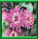 RADIAIRE - ASTRANTIA MAJOR