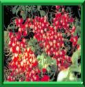 RADIS - RAPHANUS SATIVUS