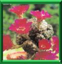 REBUTIA - REBUTIA