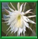 REINE DE LA NUIT - SELENICEREUS GRANDIFLORUS