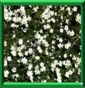 RENONCULE AQUATIQUE - RANUNCULUS AQUATILIS