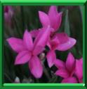 RHODOHYPOXIS - RHODOHYPOXIS BAURII