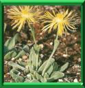 RHOMBOPHYLLUM - RHOMBOPHYLLUM