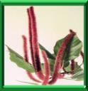 RICINELLE - ACALYPHA HISPIDA