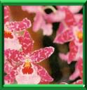 PHALAENOPSIS