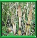 PRELE DES CHAMPS - EQUISETUM ARVENSE