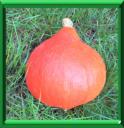 POTIMARRON - CUCURBITA MAXIMA