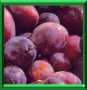 PRUNIER - PRUNUS DOMESTICA