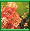 POIRIER A FLEURS - CHAENOMELES JAPONICA ou CHAENOMELES SPECIOSA