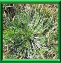 PIED DE CORNEILLE - PLANTAGO CORONOPUS