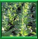 ROMAINE ASPERGE - LACTUCA SATIVA VARIETE ANGUSTANA