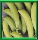 POIS - PISUM SATIVUM