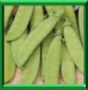 POIS MANGETOUT - PISUM SATIVUM