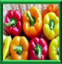 PIMENT DOUX - CAPSICUM ANNUUM