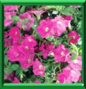 PETUNIA SURFINA ® - PETUNIA X SURFINA